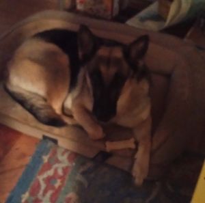 Meet your Posher, Koz